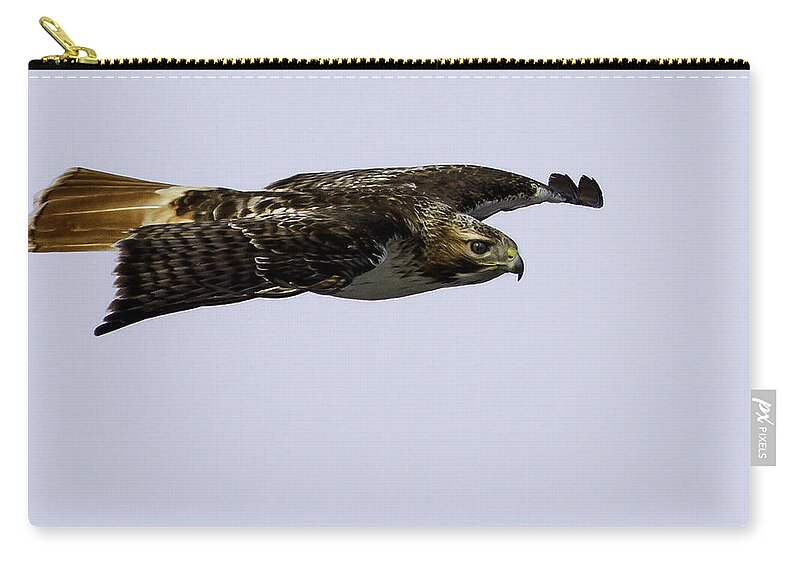 Red-tailed Hawk Zip Pouch featuring the photograph Red-tailed Hawk in Flight 2 by Thomas Young