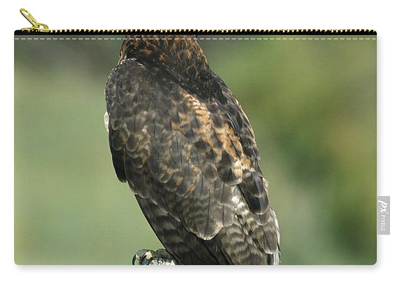 Feb0514 Zip Pouch featuring the photograph Red-tailed Hawk Perching by Konrad Wothe