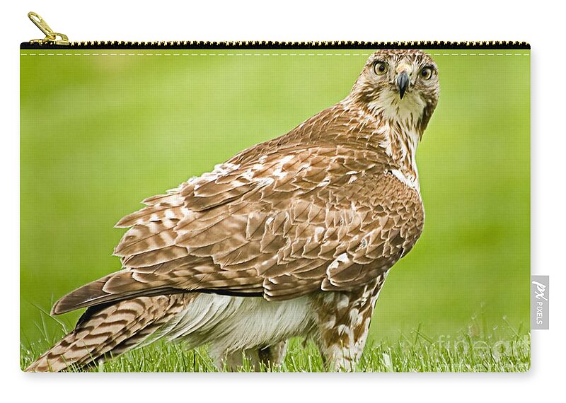 Red-tailed Hawk Zip Pouch featuring the photograph Red tailed hawk by Ralf Broskvar
