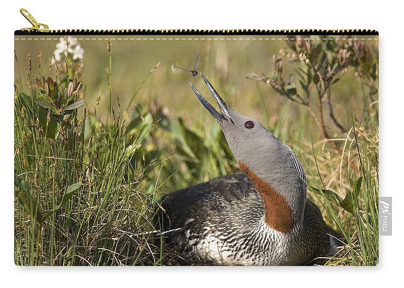 Feb0514 Zip Pouch featuring the photograph Red-throated Loon Snaps At Dragonfly by Michael Quinton
