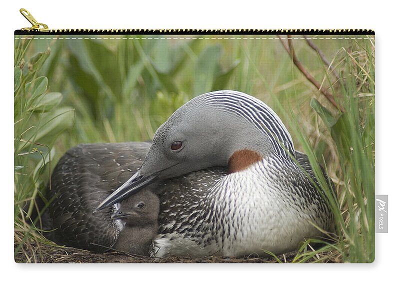 Feb0514 Zip Pouch featuring the photograph Red-throated Loon With Day Old Chick by Michael Quinton