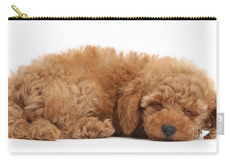 Red Toy Poodle Puppy Zip Pouch featuring the photograph Red Toy Poodle Puppy by Mark Taylor