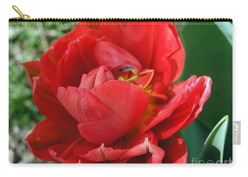 Red Tulip Zip Pouch featuring the photograph Red Tulip by Vesna Martinjak