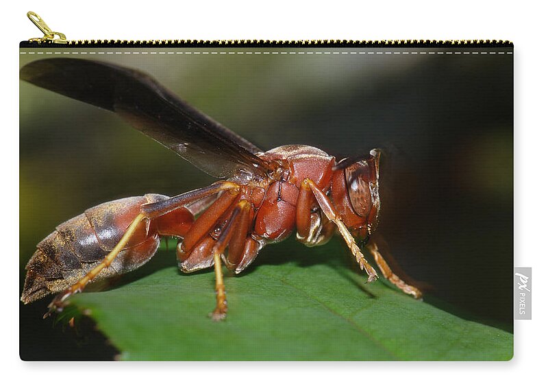 Red Wasp Zip Pouch featuring the photograph Red Wasp by Daniel Reed