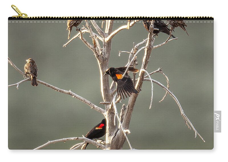 Bird Zip Pouch featuring the photograph Red Wing Gathering by Kevin Dietrich