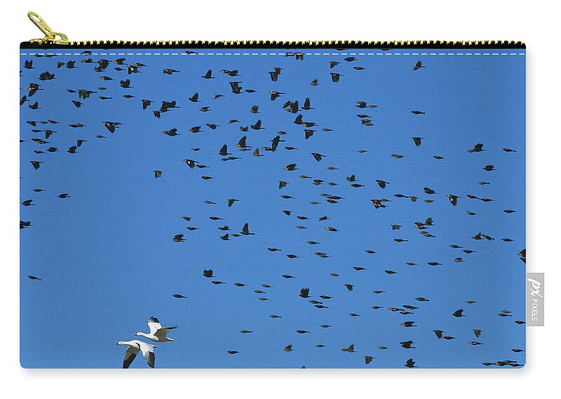 Feb0514 Zip Pouch featuring the photograph Red-winged And Yellow-headed Blackbirds by Konrad Wothe