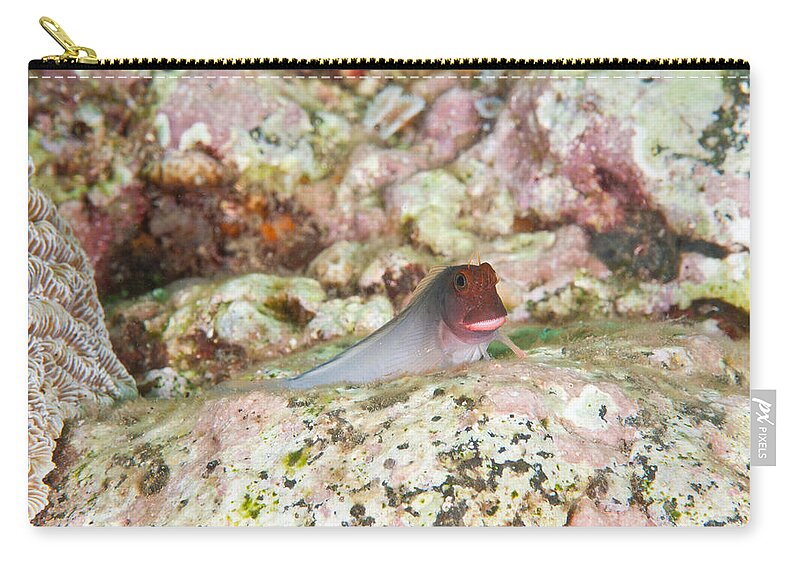 Redlip Blenny Zip Pouch featuring the photograph Redlip Blenny by Andrew J. Martinez