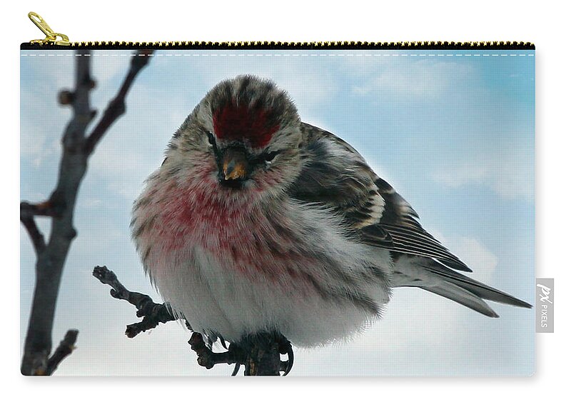Redpoll Zip Pouch featuring the photograph Redpoll by Jackson Pearson