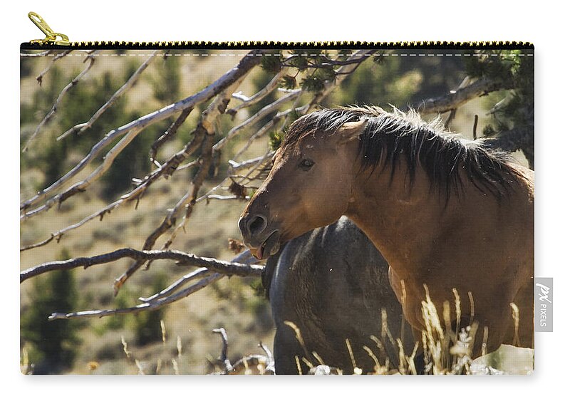 Pryor Mustangs Zip Pouch featuring the photograph Relaxing by the Tree - Pryor Mustang by Belinda Greb