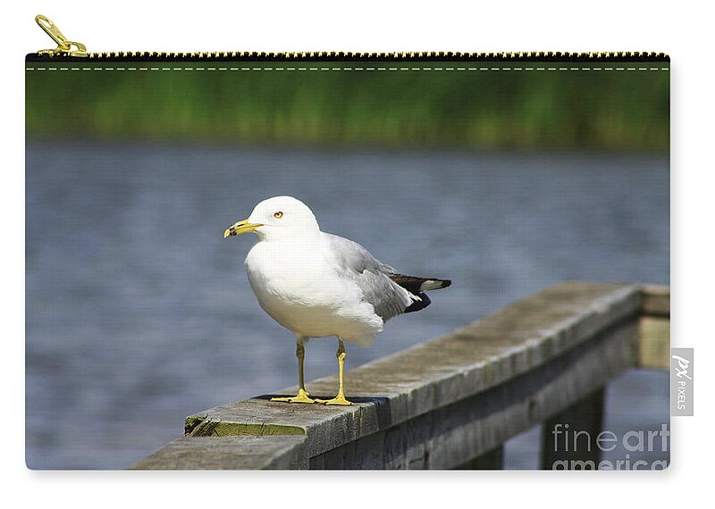 Ring Billed Zip Pouch featuring the photograph Ring-Billed Gull by Alyce Taylor