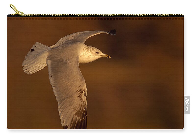 Wildlife Zip Pouch featuring the photograph Ring-Billed Gull In Flight by Robert Frederick