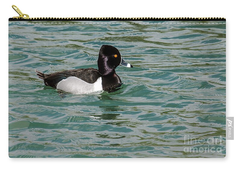 Waterfowl Zip Pouch featuring the photograph Ring-Necked Duck by Robert Bales
