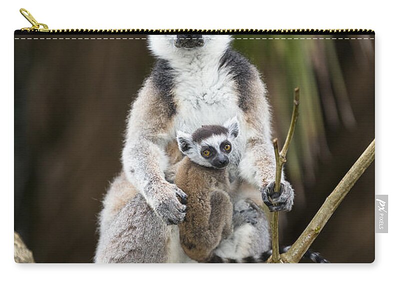 Feb0514 Zip Pouch featuring the photograph Ring-tailed Lemur And Baby Madagascar by Konrad Wothe