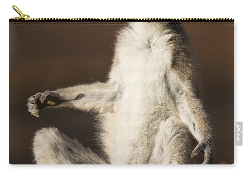 Feb0514 Zip Pouch featuring the photograph Ring-tailed Lemur Sunning Berenty by Suzi Eszterhas