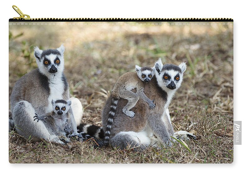 Feb0514 Zip Pouch featuring the photograph Ring Tailed Lemur With Young Madagascar by Konrad Wothe