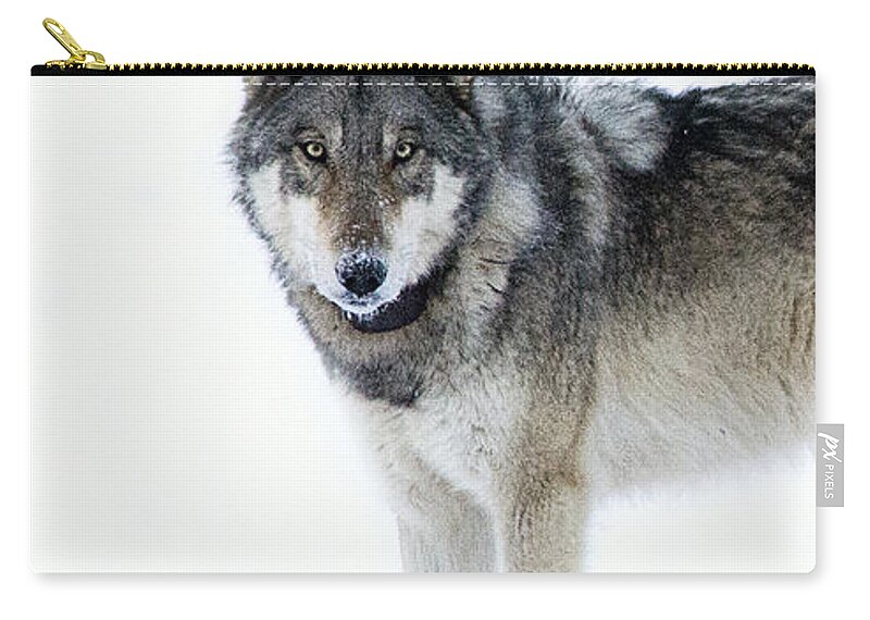 Gray Wolf Zip Pouch featuring the photograph Rip 820f by Deby Dixon