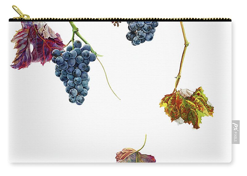 Autumn Zip Pouch featuring the photograph Ripe Black Grapes Hanging On Vine by Ikon Ikon Images