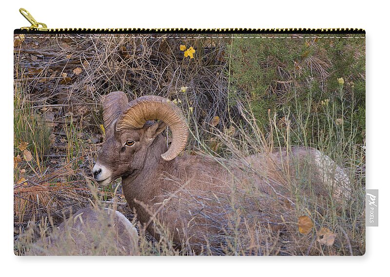 Bighorn Zip Pouch featuring the photograph Rocky Mountain Bighorn Ram by Kathleen Bishop