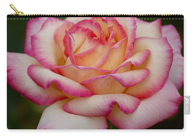Rose Zip Pouch featuring the photograph Rose Beauty by Debby Pueschel