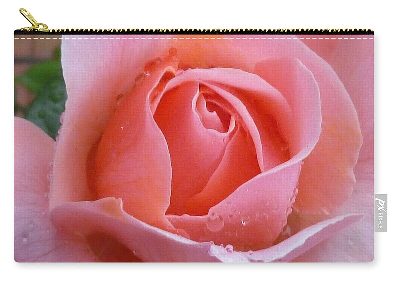Flower Macro Zip Pouch featuring the photograph Rose in the rain by Lingfai Leung