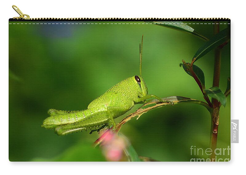 Grasshopper Zip Pouch featuring the photograph Rosemary Grasshopper - Instar Nymph by Kathy Baccari