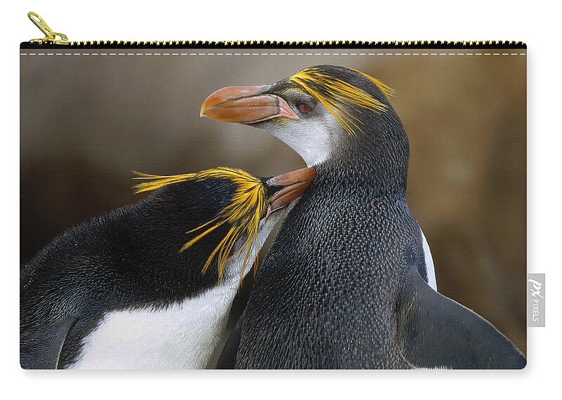 00193754 Zip Pouch featuring the photograph Royal Penguin Couple Courting by Konrad Wothe