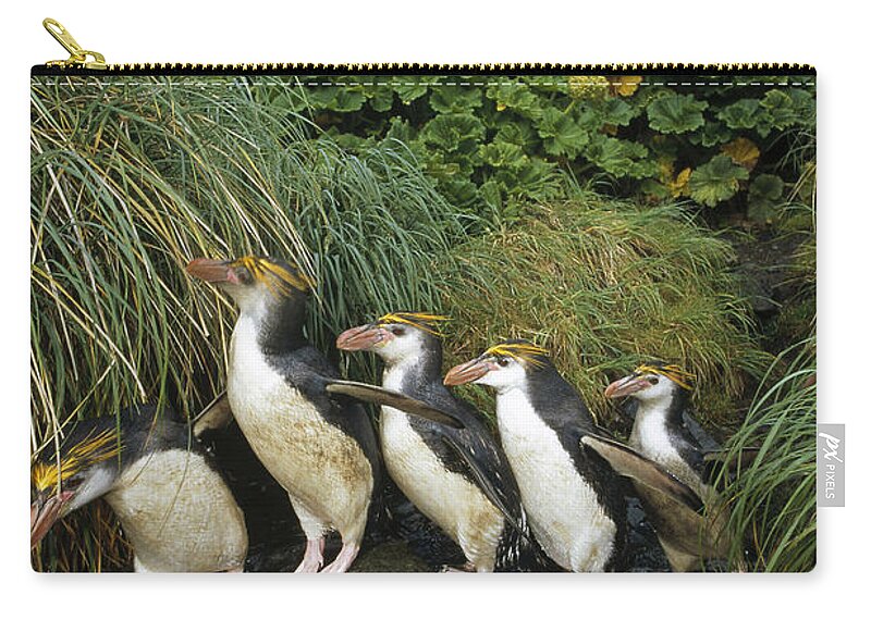 Feb0514 Zip Pouch featuring the photograph Royal Penguins Commuting Macquarie Isl by Tui De Roy
