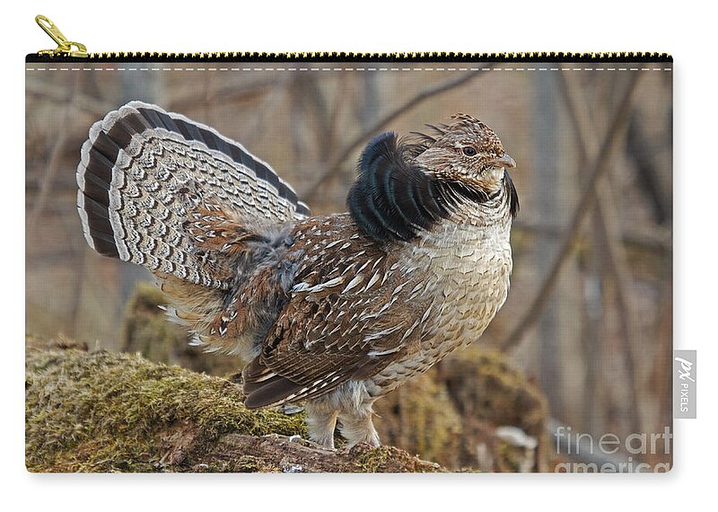 Ruff Grouse Zip Pouch featuring the photograph Ruffed Grouse Courtship Display by Linda Freshwaters Arndt