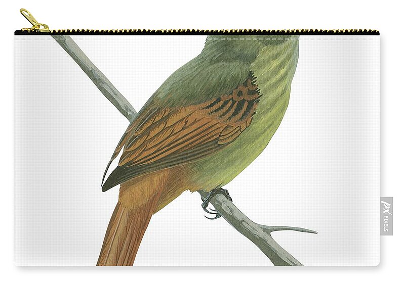 No People; Horizontal; Side View; Full Length; White Background; One Animal; Animal Themes; Nature; Wildlife; Illustration And Painting; Branch; Rufous-tailed Flatbill; Ramphotrigon Ruficauda Zip Pouch featuring the drawing Rufous tailed flatbill by Anonymous