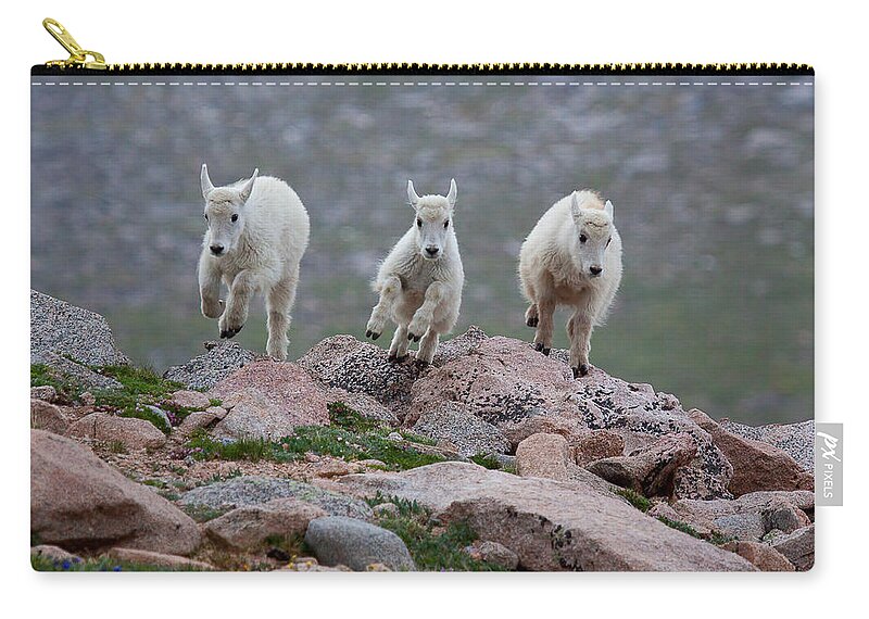 Mountain Goats; Posing; Group Photo; Baby Goat; Nature; Colorado; Crowd; Baby Goat; Mountain Goat Baby; Happy; Joy; Nature; Brothers Carry-all Pouch featuring the photograph Running Scared by Jim Garrison