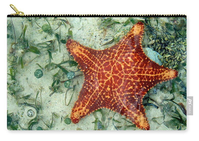 Caribbean Zip Pouch featuring the photograph Running Starfish by Mary Lee Dereske
