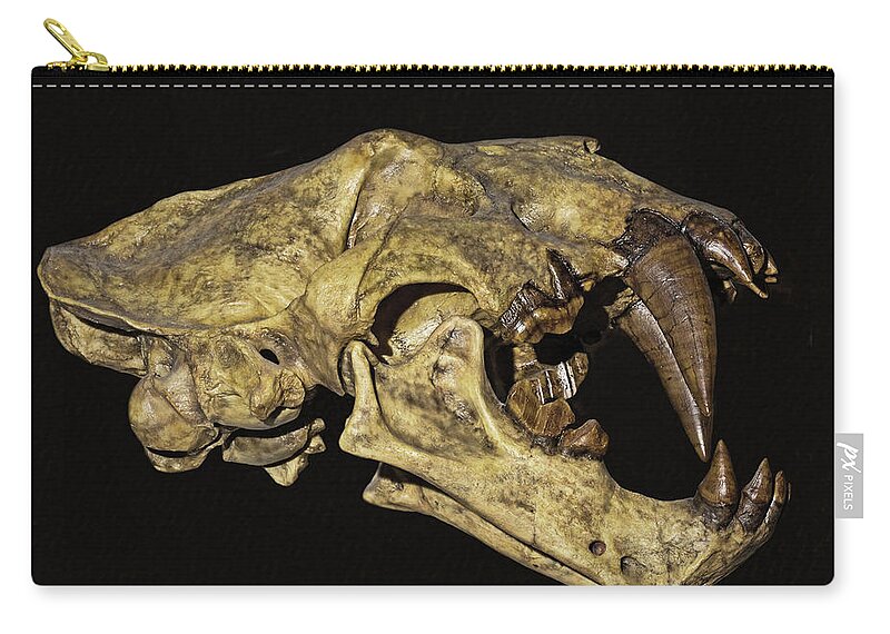 Animal Zip Pouch featuring the photograph Saber Tooth Cat Xenosmilus Skull by Millard H. Sharp