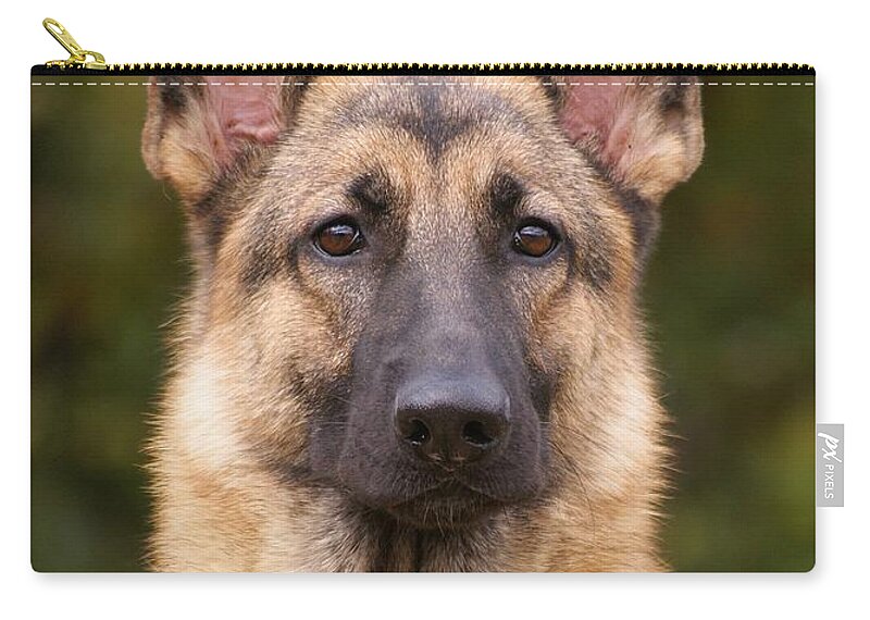 German Shepherd Zip Pouch featuring the photograph Sable German Shepherd Dog by Sandy Keeton