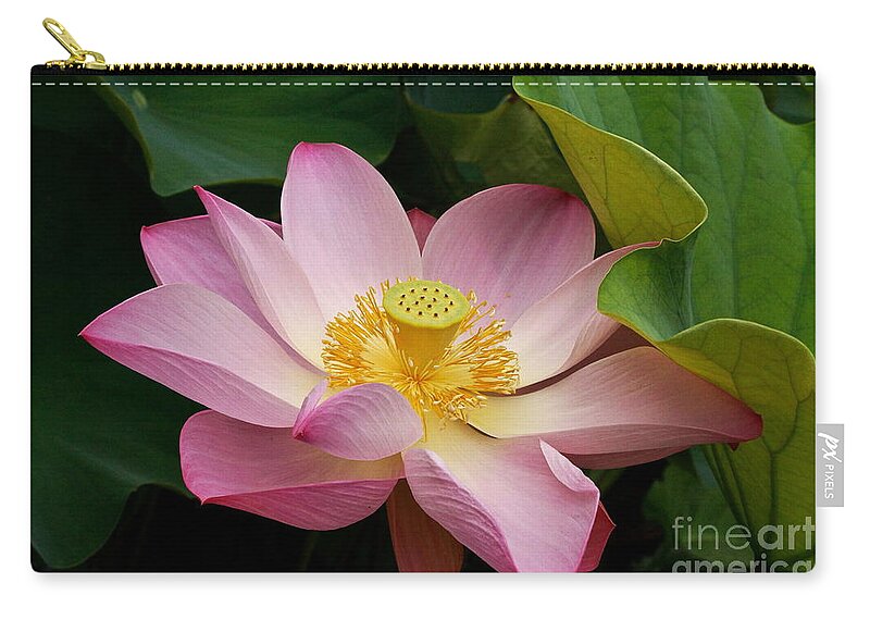 Sacred Light Pink Lotus Zip Pouch featuring the photograph Sacred Lotus by Byron Varvarigos