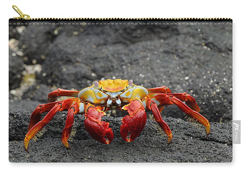 Flpa Zip Pouch featuring the photograph Sally Lightfoot Crab On Lava Rock by Malcolm Schuyl