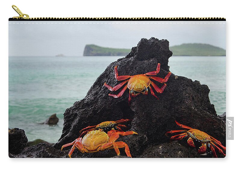Espanola Island Zip Pouch featuring the photograph Sally-lightfoot Crabs by Pearl Vas