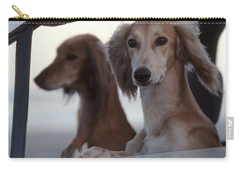 Saluki Zip Pouch featuring the photograph Saluki Dogs In Car by Chris Harvey