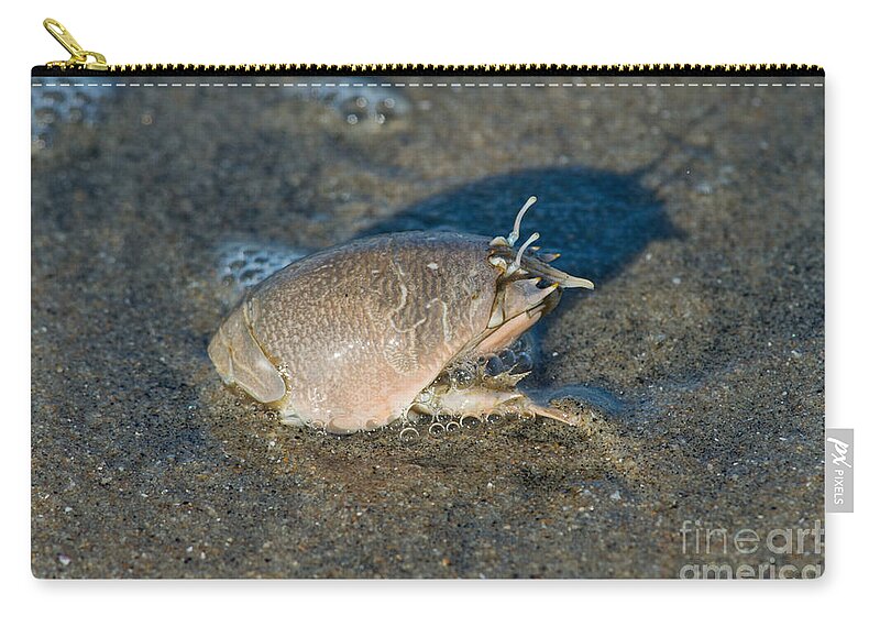 Pacific Sand Crab Zip Pouch featuring the photograph Sand Crab Or Mole Crab by Anthony Mercieca