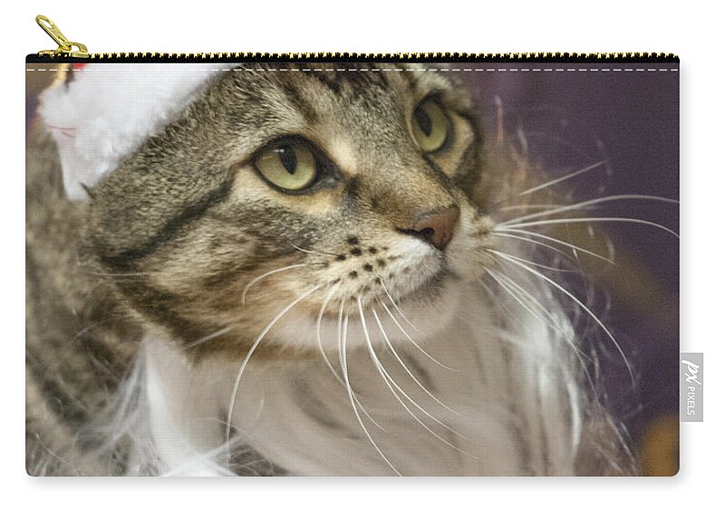 Animal Zip Pouch featuring the photograph Santa Cat by Juli Scalzi