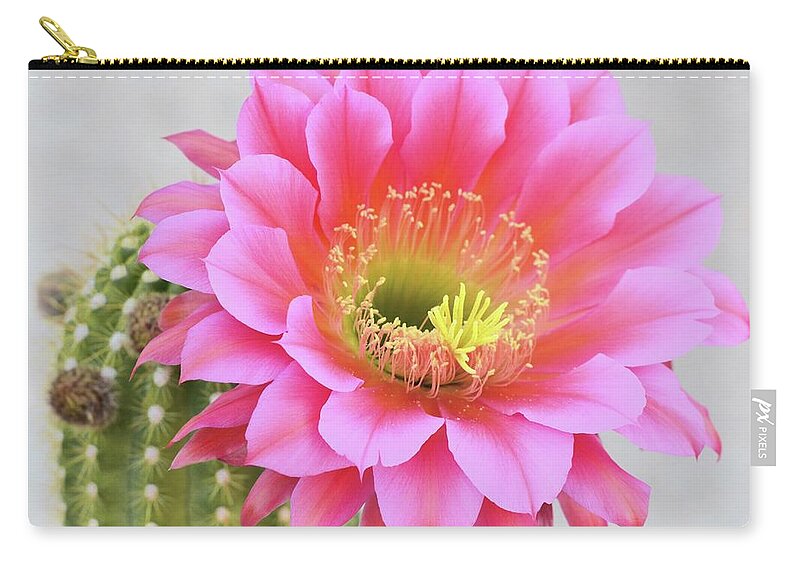White Background Zip Pouch featuring the photograph Saucer Cactus Flower by Yuko Smith Photography