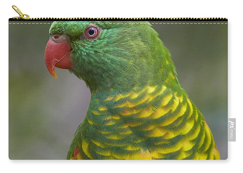 Martin Willis Zip Pouch featuring the photograph Scaly-breasted Lorikeet Australia by Martin Willis