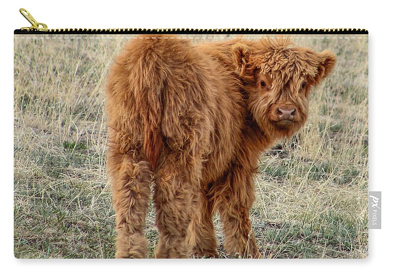 Scotch Highland Cattle Zip Pouch featuring the photograph Scotch Highland Calf by Dawn Key