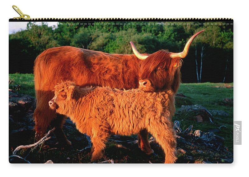 Shadow Zip Pouch featuring the photograph Scottish Highland Cattle Cow With Calf by Anders Blomqvist
