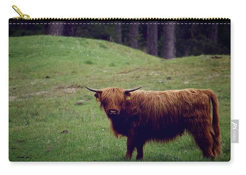 North Holland Zip Pouch featuring the photograph Scottish Highland Cow by Jan Klomp