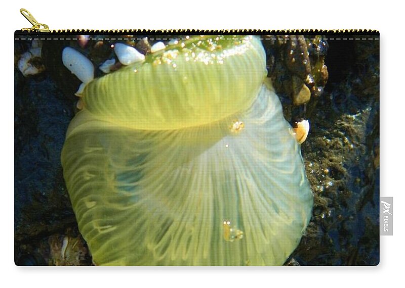 Ocean Life Carry-all Pouch featuring the photograph Sea Anemone with Beautiful Jelly by Gallery Of Hope 