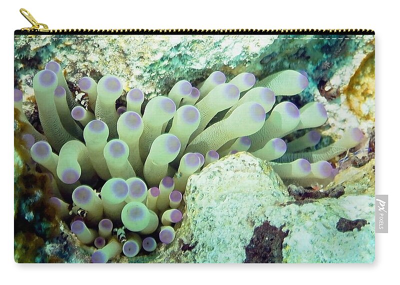 Nature Zip Pouch featuring the photograph Sea Anemone with Squat Anemone Shrimp Family by Amy McDaniel