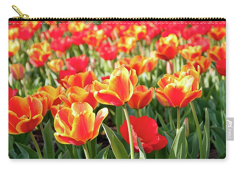 Orange Color Zip Pouch featuring the photograph Sea Of Red And Orange Tulips - Full by Travelif