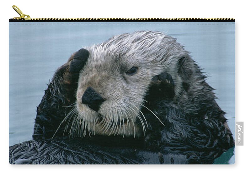 00600119 Zip Pouch featuring the photograph Sea Otter Grooming by Matthias Breiter