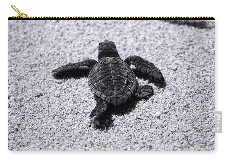 Baby Loggerhead Carry-all Pouch featuring the photograph Sea Turtle by Sebastian Musial