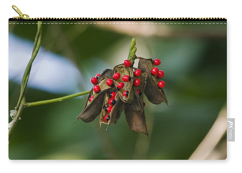 Feb0514 Zip Pouch featuring the photograph Seeds Of A Tropical Plant India by Konrad Wothe